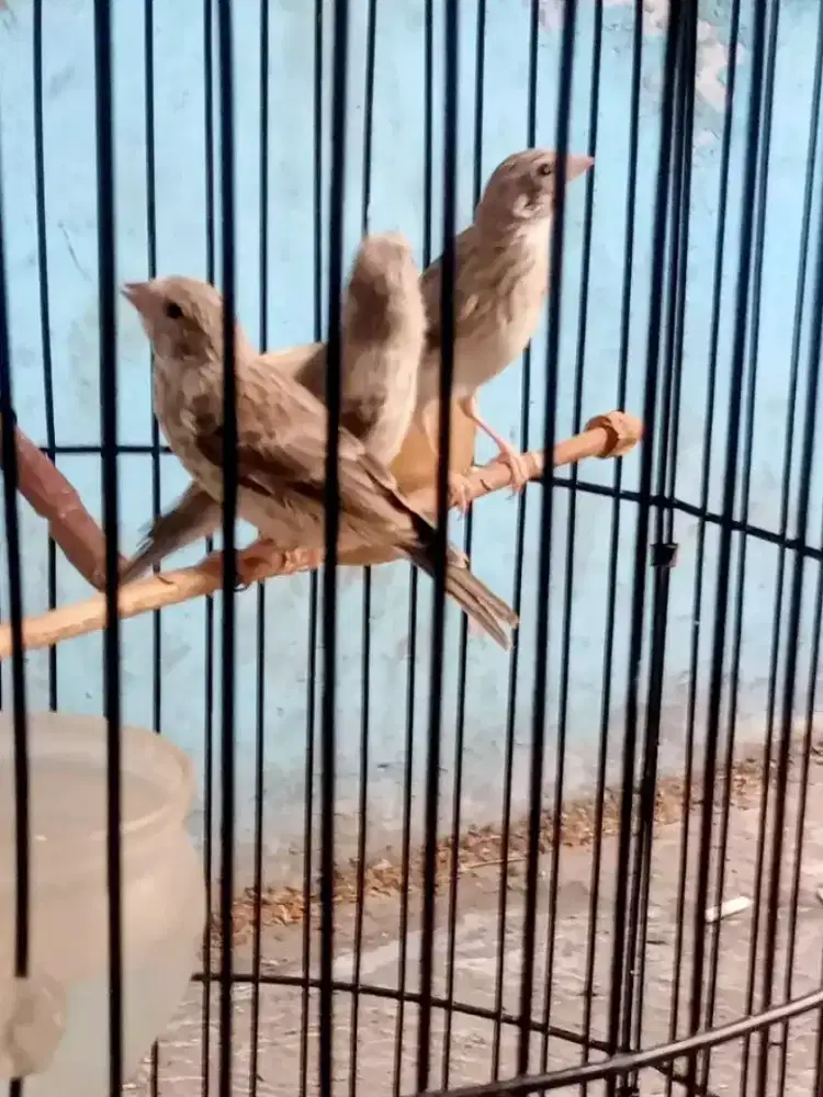 Paud sanger usia 3 bulan aktif ngeriwik 2 jantan dan 1 betina