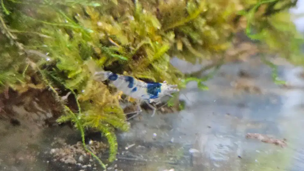 Udang hias shrimp mambo bee caridina