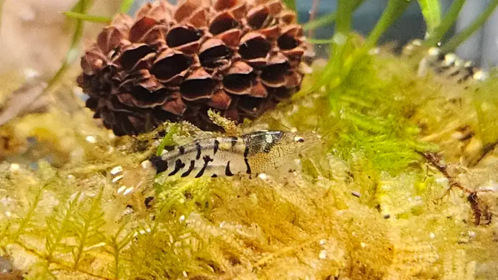 Udang hias shrimp black tiger sumatra caridina