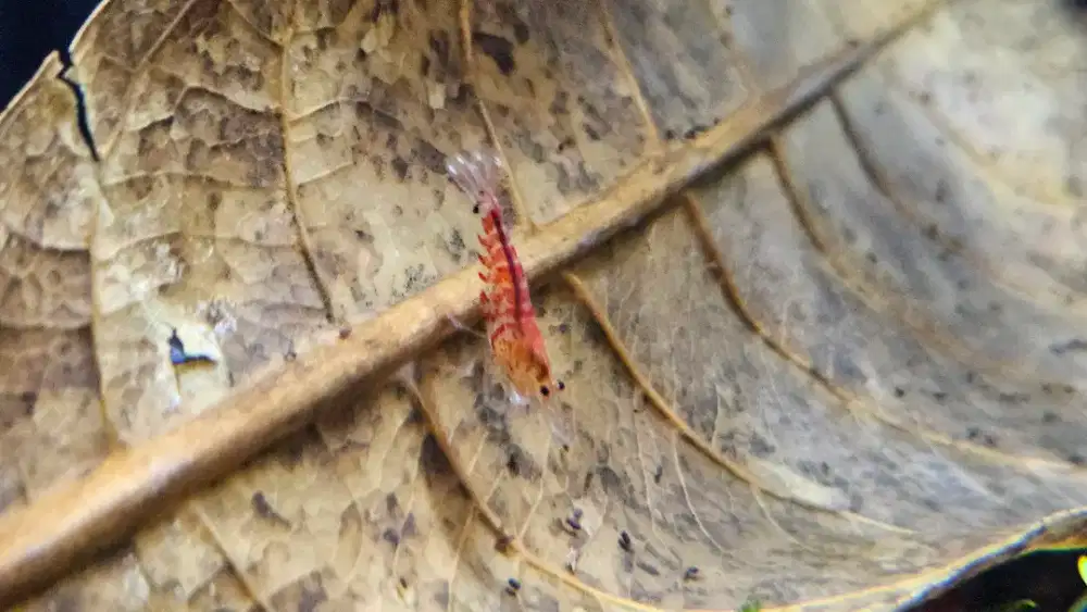 Udang hias shrimp red tiger sumatra caridina
