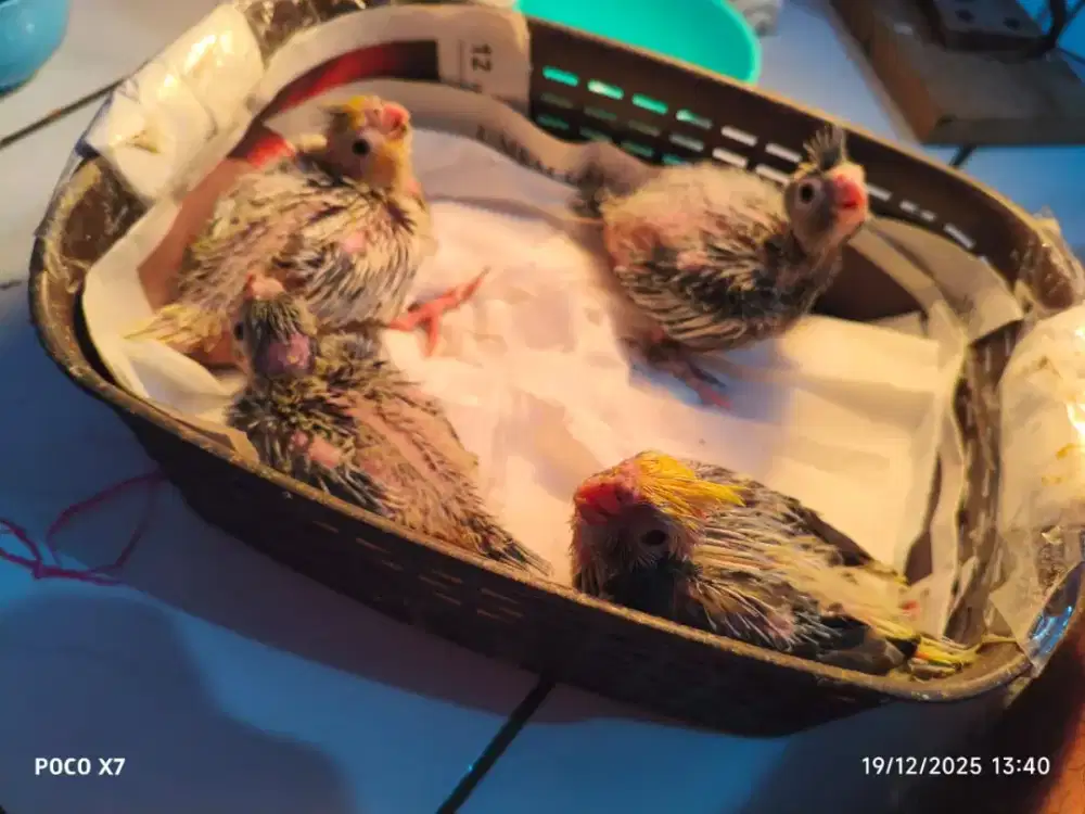 Falk lolohan (Parkit Australia Lolohan) Nurut, Respon Spet