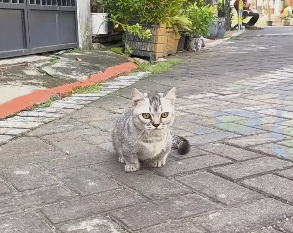 Kucing kitten munchkin bsh silver jantan