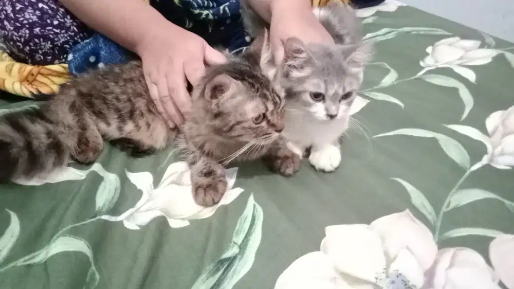 Kandang kucing persia utk 2 ekor 4 bulan