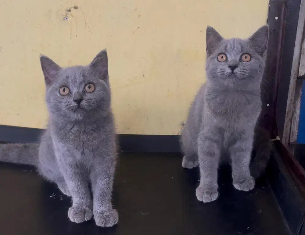 Kucing ras bsh bukan mix persia ya