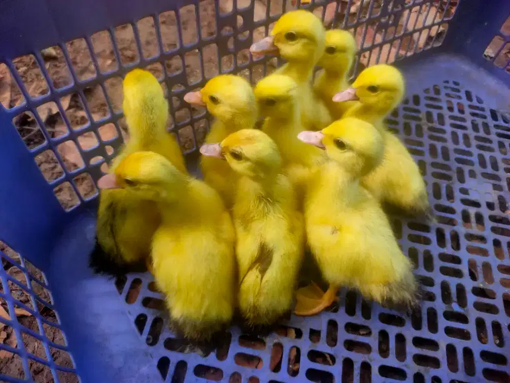 Anak entok hias ,jali jali