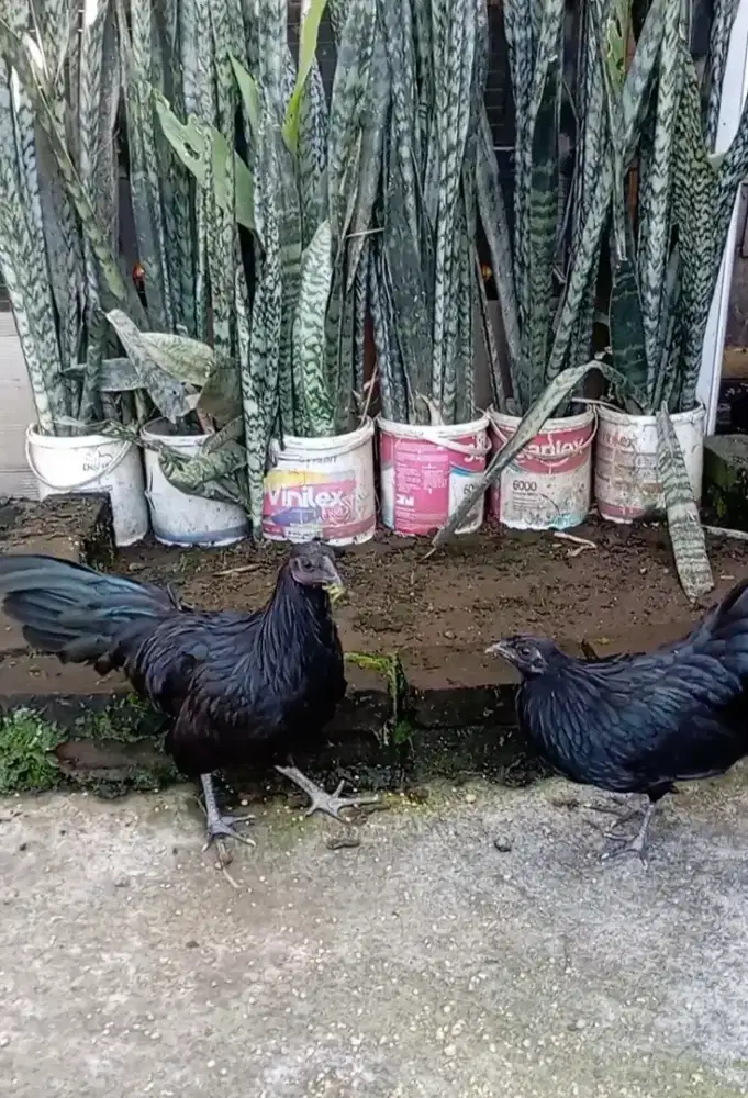 Ayam Black Sumatra sepasang