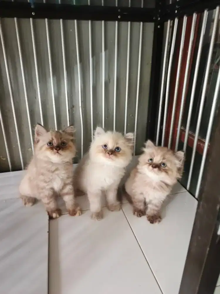 Kitten sealpoint jantan-betina 2,5 bulan