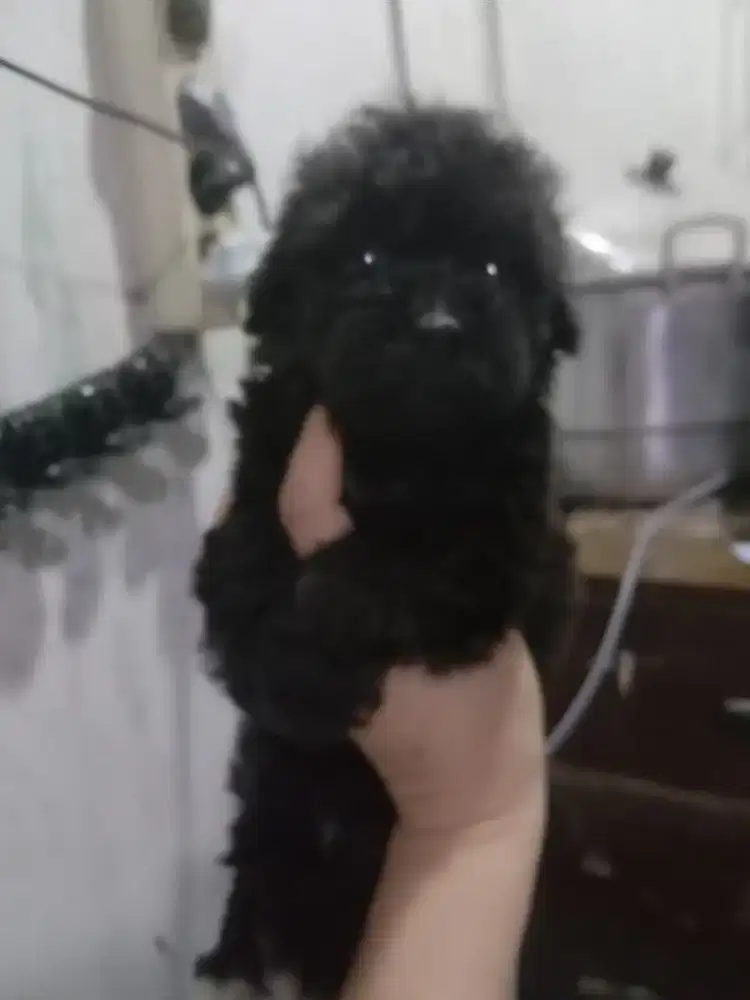 Open adop.poodle shitzu jantan 1,5 bulan
