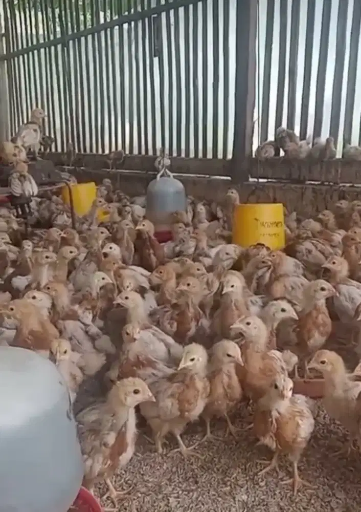 Ayam petelur usia 2minggu