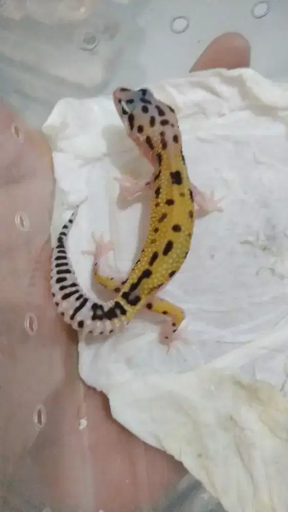 Anakan gecko geko 1blnan trah SSE x Aptor panjang 14cm-an makan lahap