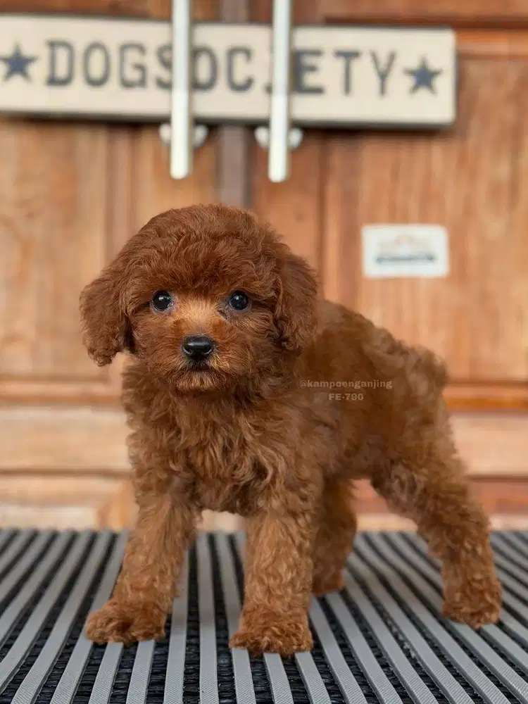 Poodle Puppy Fluffy dan Imut