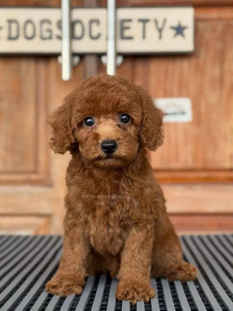 Puppy Poodle Ceria dan Lincah