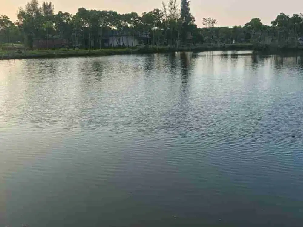 Dijual Tanah Tambak Masih Aktif di Tegal Jawa Tengah