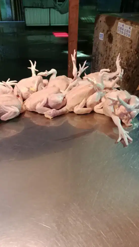 Cari lowongan kerja ayam potong