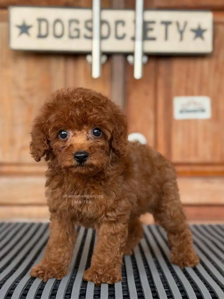 Poodle Mini Manis dan Penurut