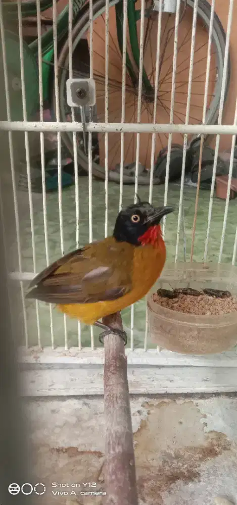 jual burung kutilang mas mata kuning jantan bunyi