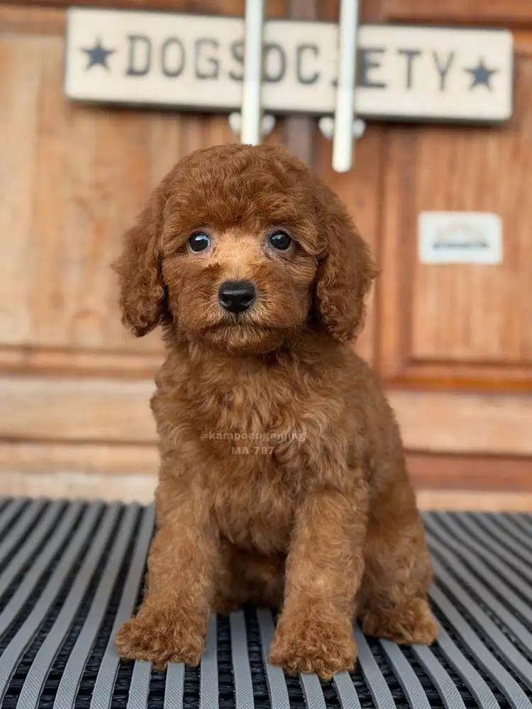 Puppy Poodle Lucu Siap Adopsi