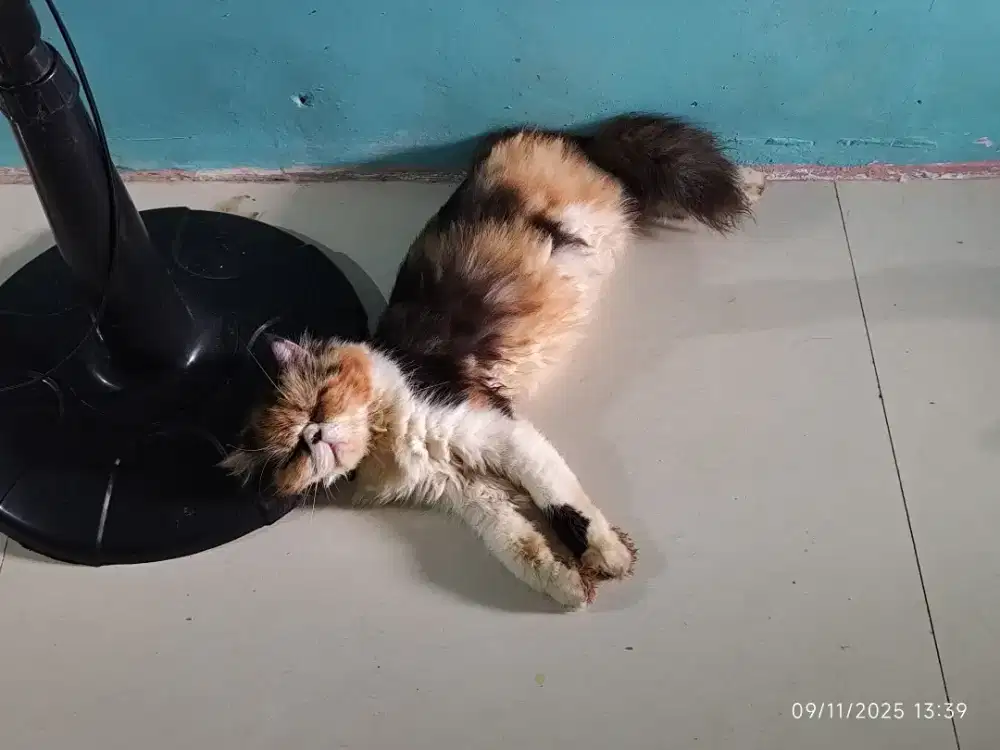 Persis peaknose Longhair calico