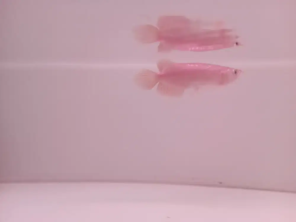 Ikan arwana super red SB