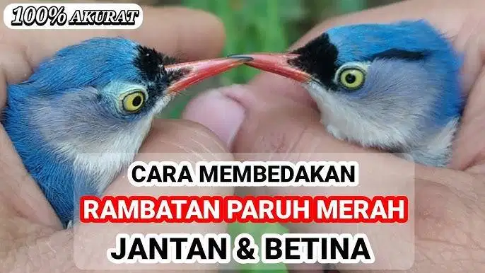 burung rambatan betina dicari