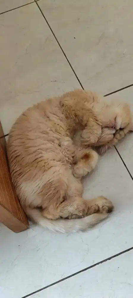 Persis peaknose betina