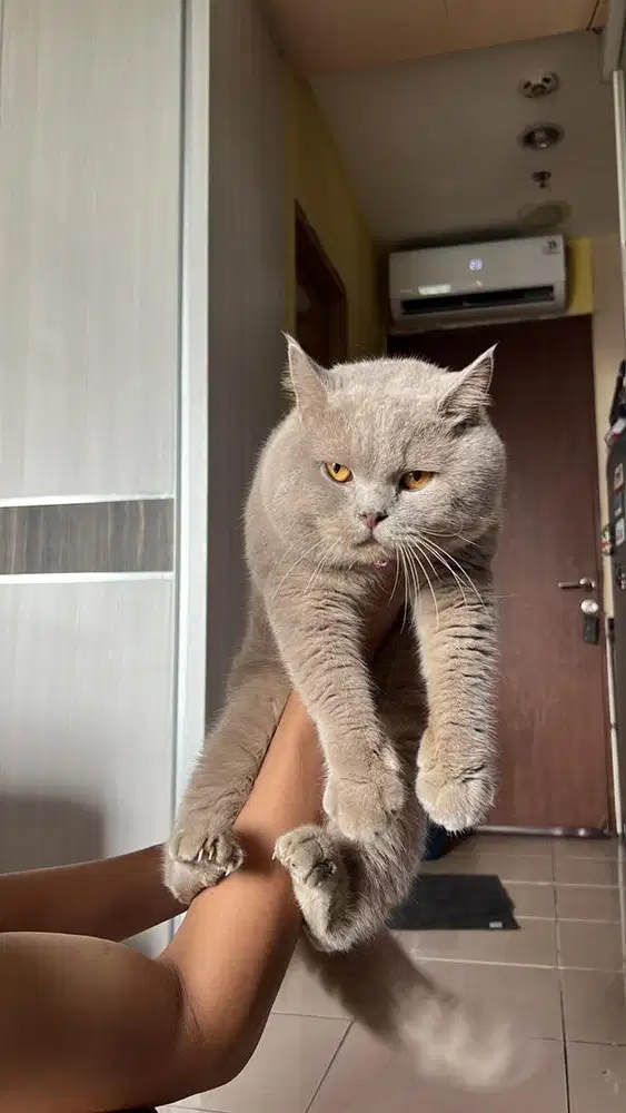 jasa pacak kawin kucing British Shorthair ped import ( bsh )