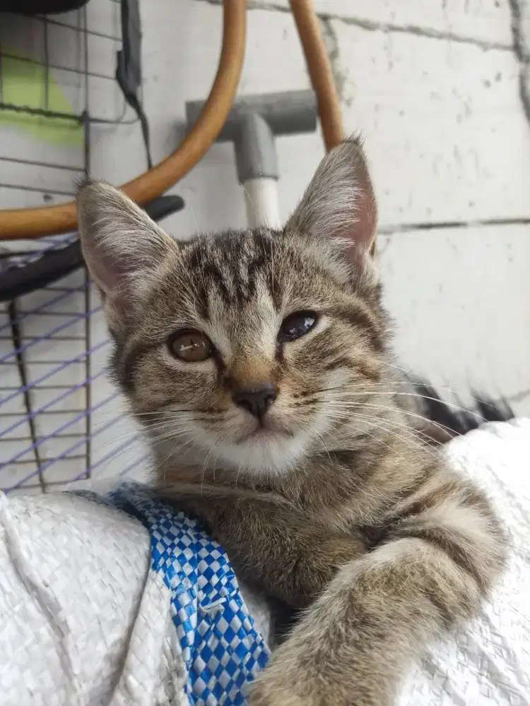 Kucing anggora , kitten anggora,