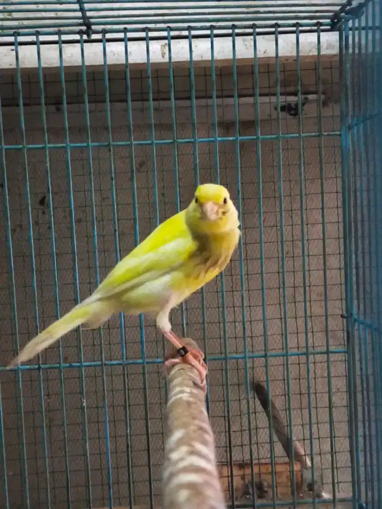 Burung kenari crosbread paud/anak jantan