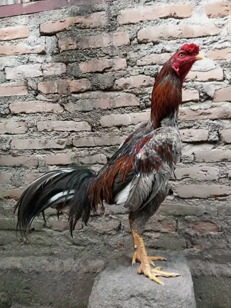 Ayam Pakhoh , Bangkok, Khoyngon