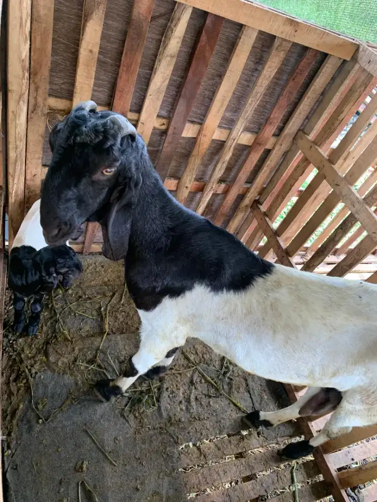 Kambing betina etawa supuer