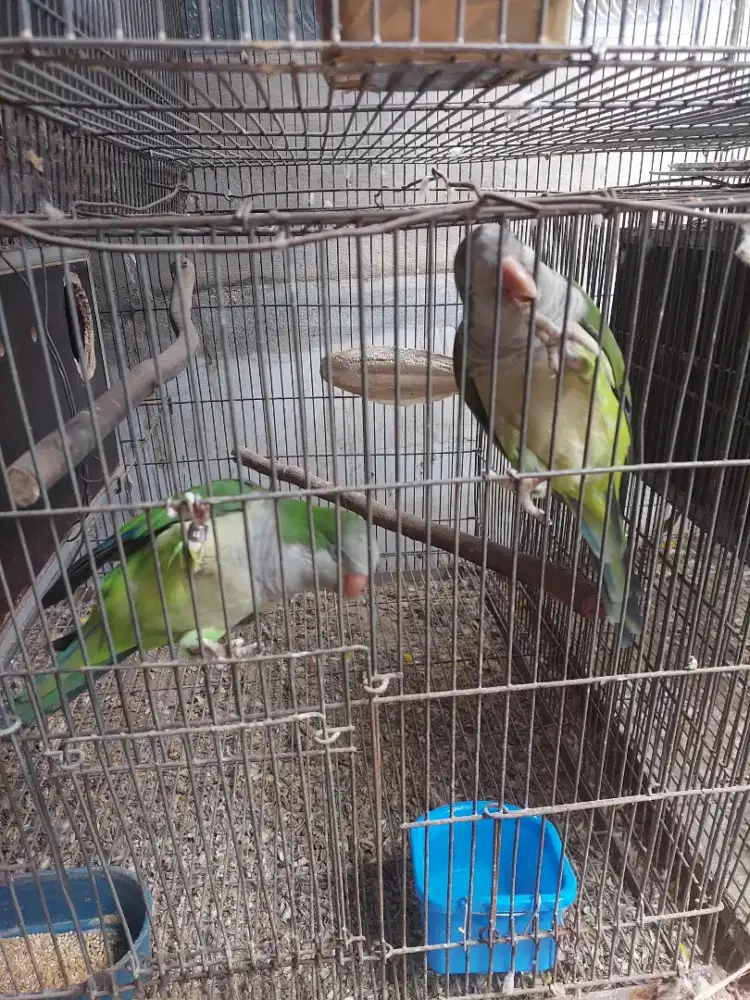 Burung monk parakeet green induk sepasang dna