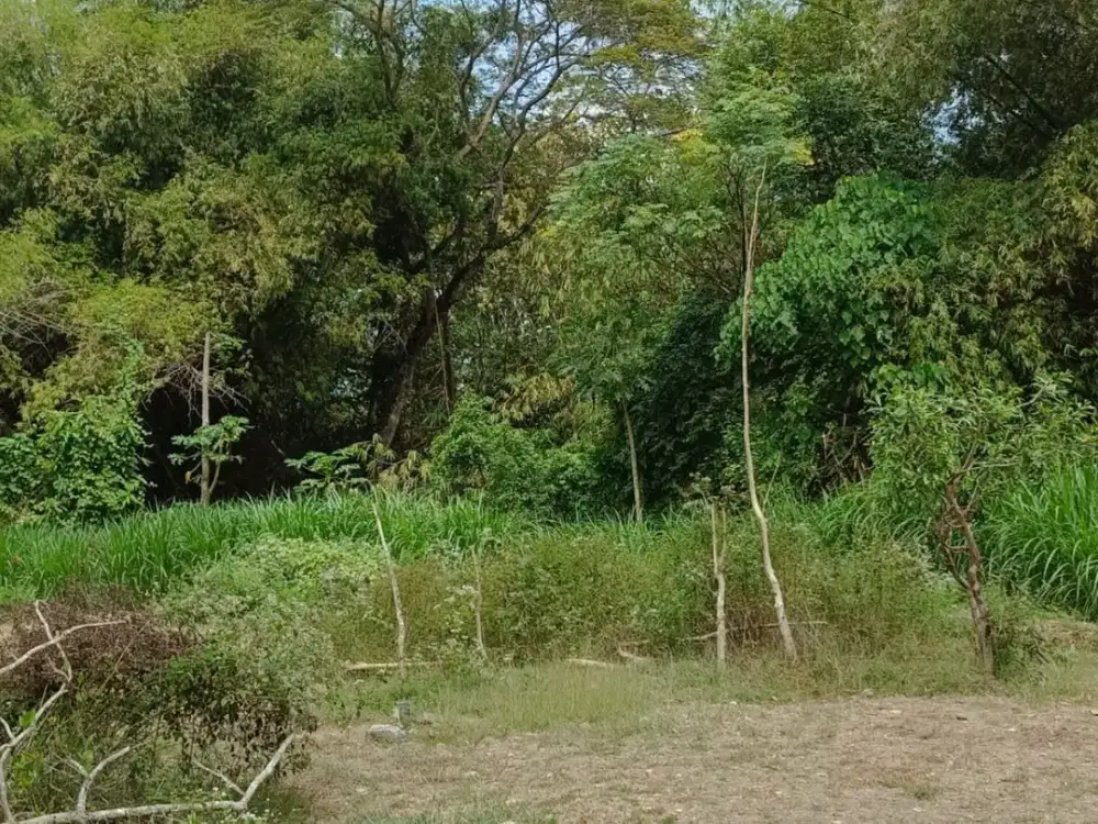 Tanah Kavling Dekat Universitas Janabadra Kulon Progo