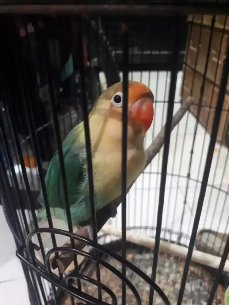 Burung lovebird jantan
