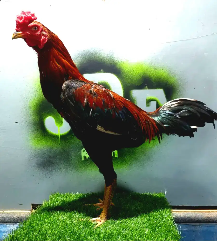 Ayam bangkok jogjakarta