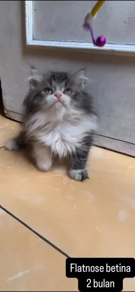 Kucing flatnose kitten