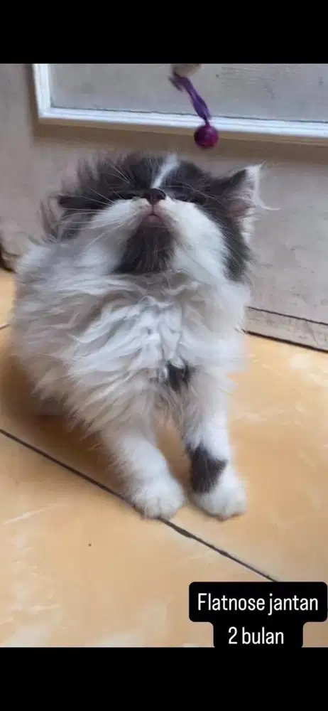 Kucing flatnose kitten