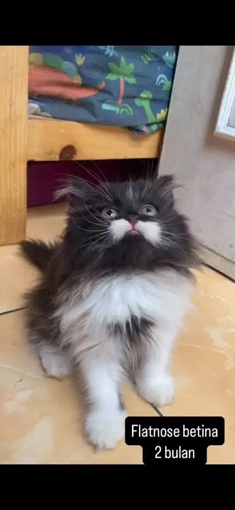 Kucing flatnose kitten