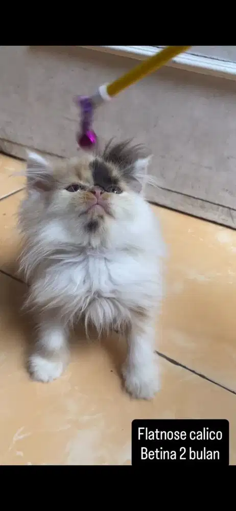 Kucing flatnose kitten