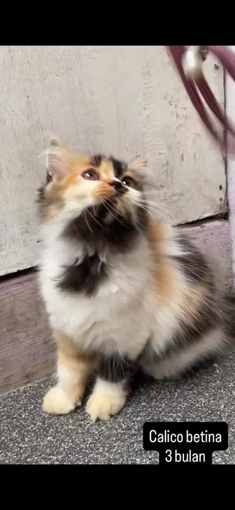 Kucing persia kitten