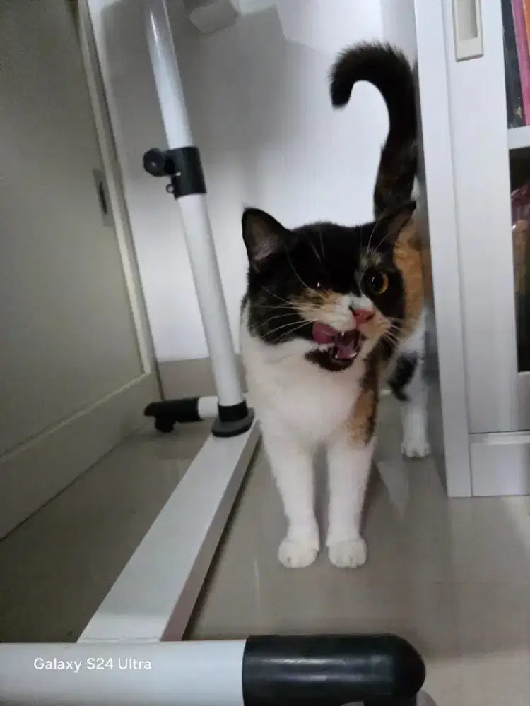 Kucing betina mix bsh 3 anak ex bsh pure