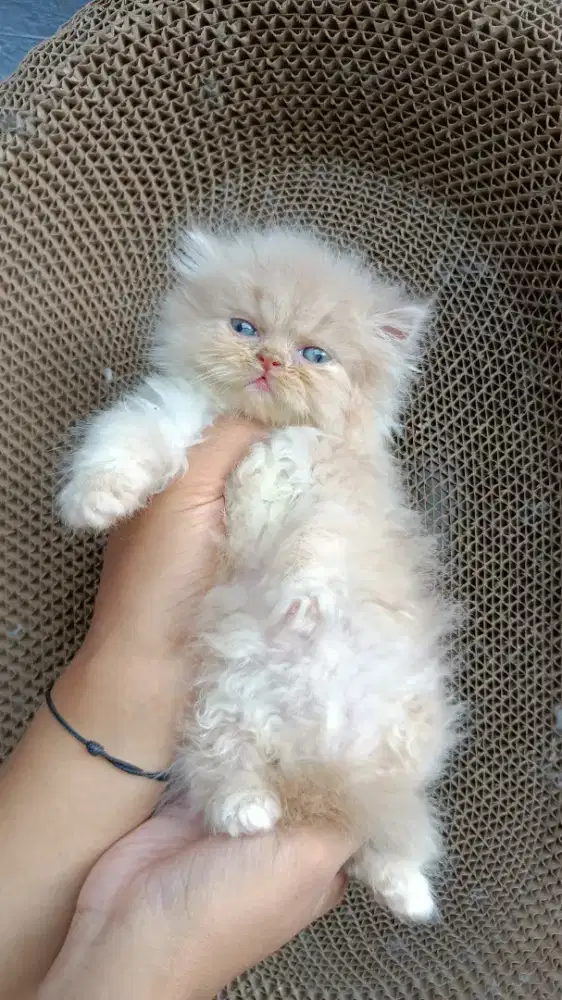 KUCING BETINA PEAKNOSE & FLATNOSE