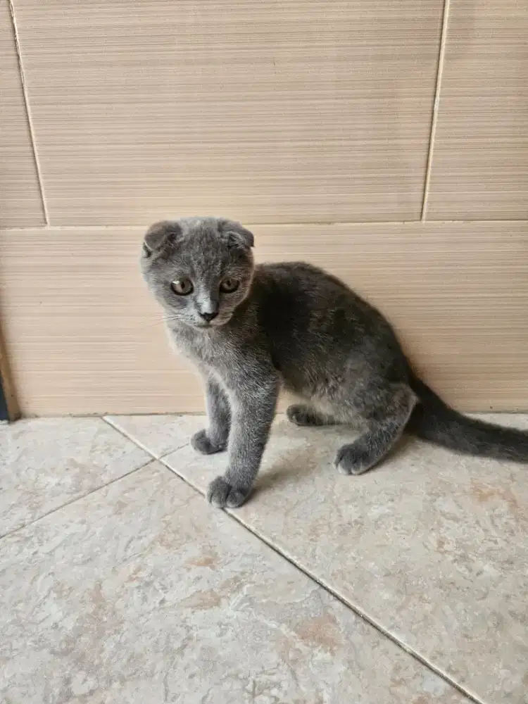 Kucing Scottish fold non pet non mix jantan 4 bulan