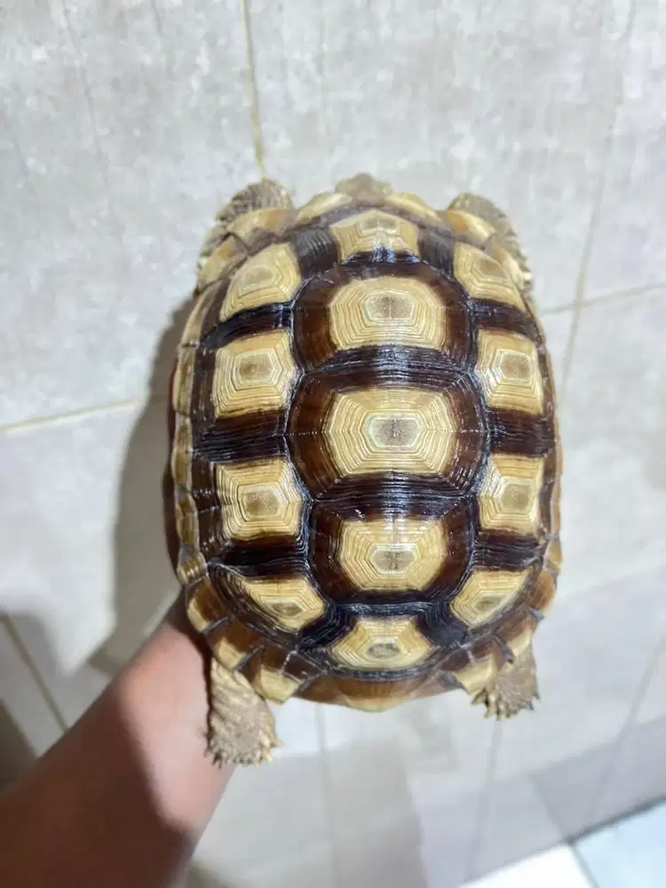 Sulcata female murah