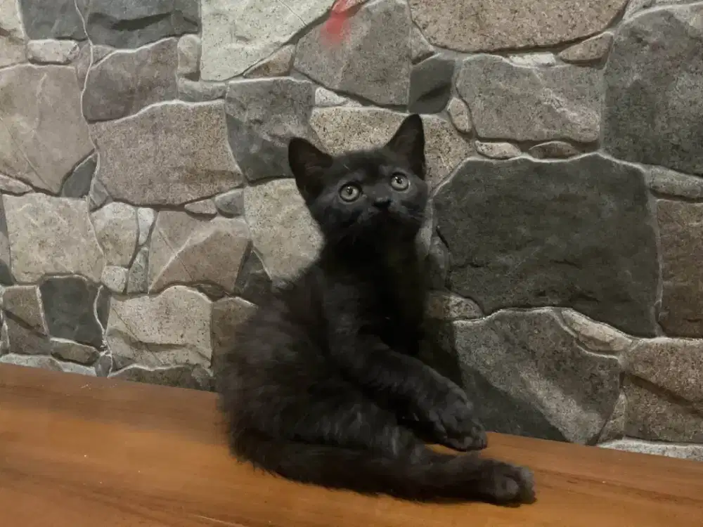 Munchkin bsh NS(kaki normal) jantan