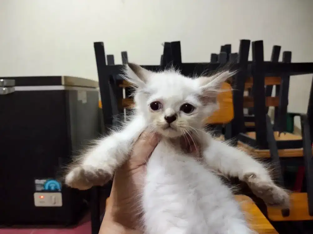 2 ekor anak kucing persia mix