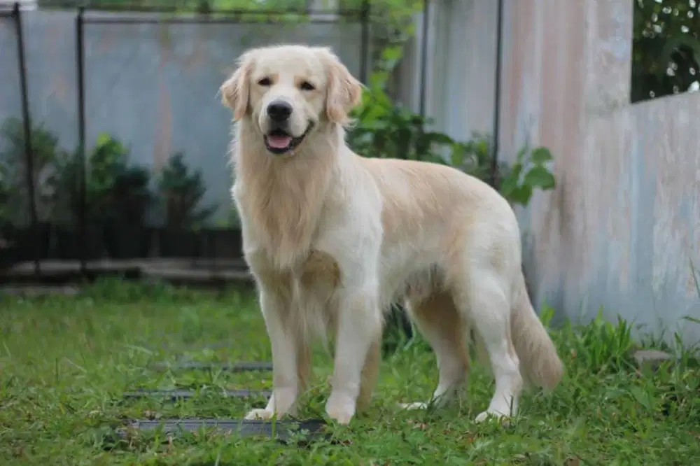 Open Stud Golden Retriever