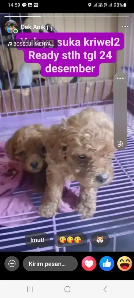 Pudel sehat ready tgl 24 masih bisa nego