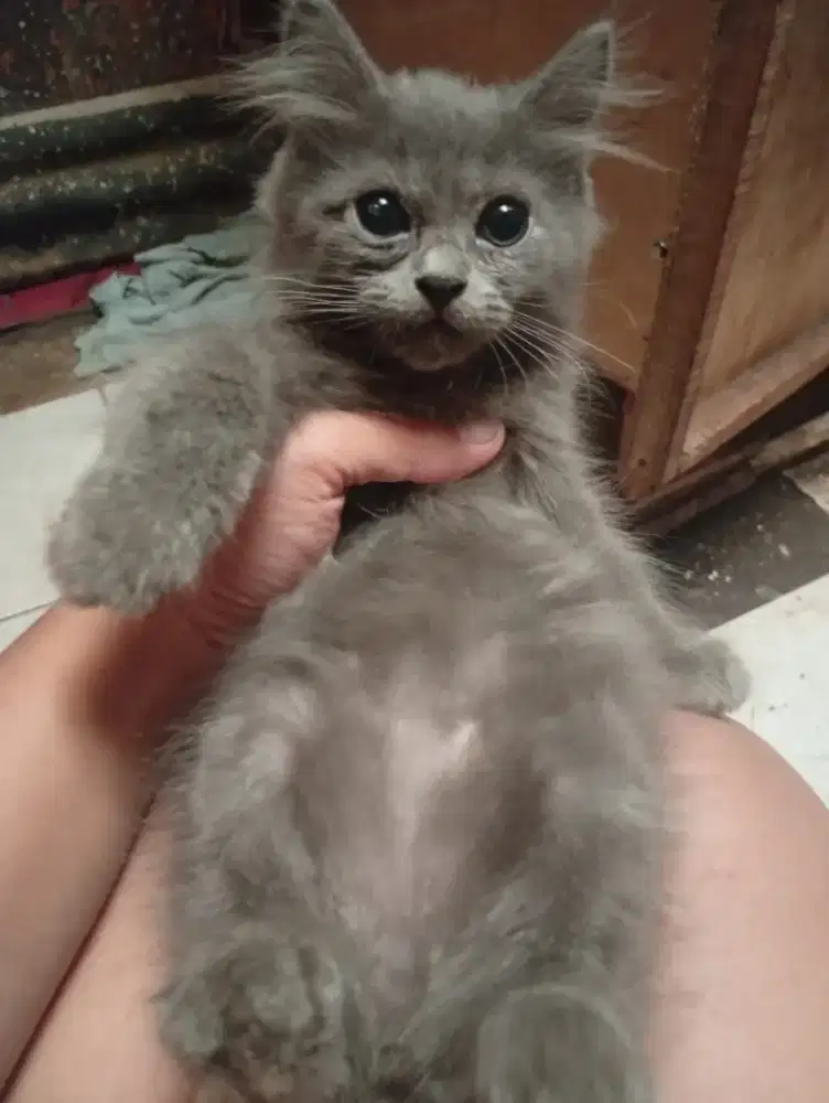 Kucing Ras Persia Kitten Jual Cepat