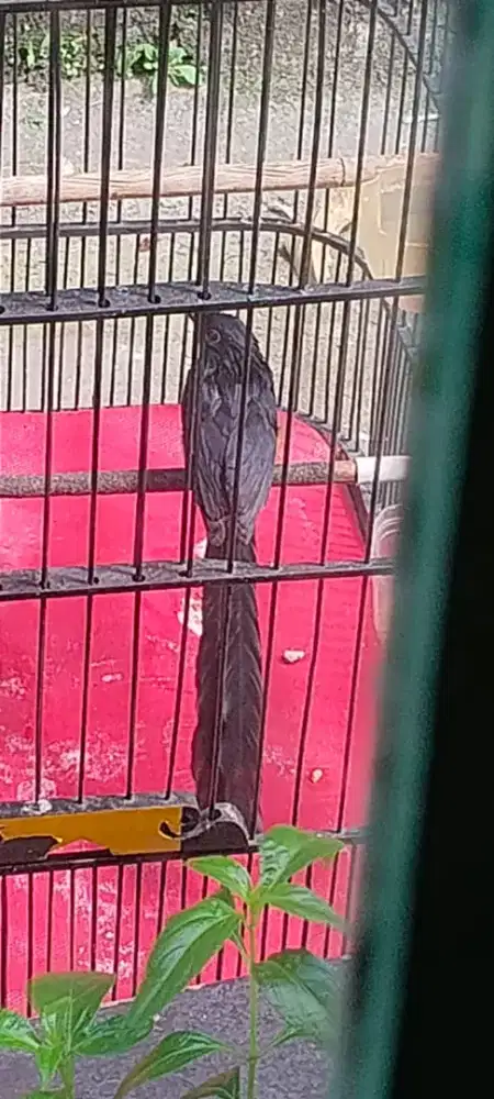 Lagi butuh duit di jual aja sepasang