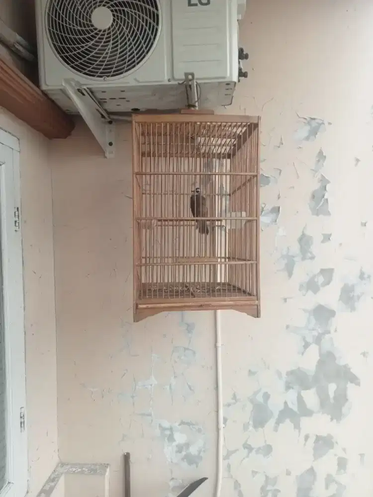 Jual burung jog jog ful set